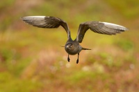 Chaluha prizivna - Stercorarius parasiticus - Parasitic Jaeger 6867